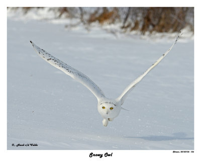 20150106 156 Snowy Owl.jpg