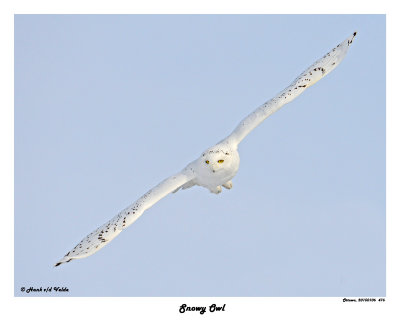 20150106 476 Snowy Owl.jpg