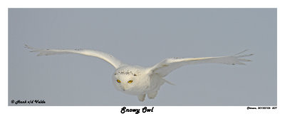 20150106 507 Snowy Owl.jpg