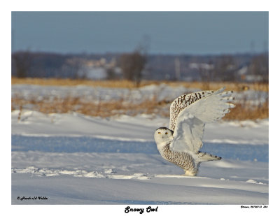 20150113 334 Snowy Owl.jpg