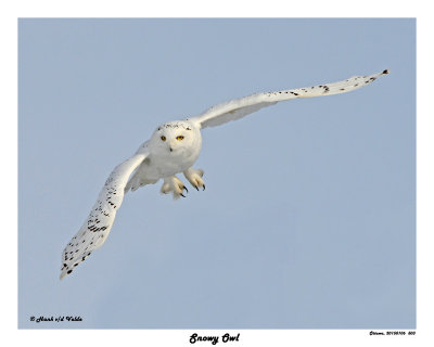 20150106 503 Snowy Owl.jpg