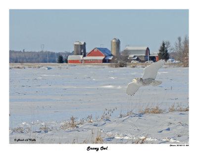 20150113 005 Snowy Owl1r1r1.jpg