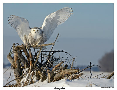 20150114 012 Snowy Owl.jpg