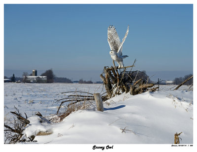 20150114 082 Snowy Owl.jpg