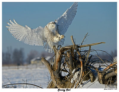 20150114 533 SERIES - Snowy Owl2.jpg