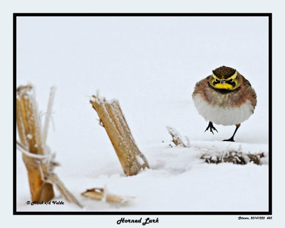 20141222 483 Horned Lark.jpg