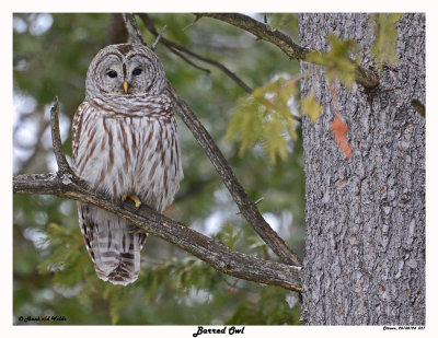 20150124 027 SERIES -  Barred Owl.jpg