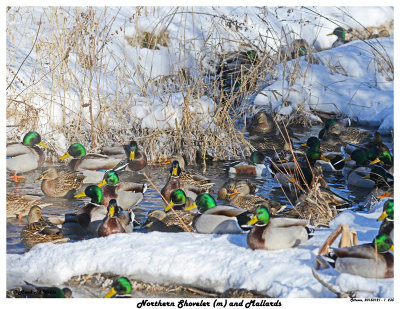 20150121 235 Northern Shoveler (m) and Mallards.jpg