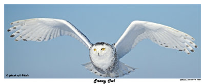 20150114 1227 Snowy Owl3.jpg