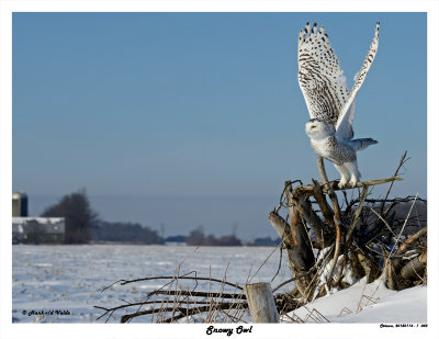 20150114 082 SERIES - Snowy Owl2.jpg