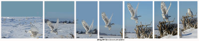 20150114 081 82 83 84 85 86 88 Snowy Owl xxx.jpg