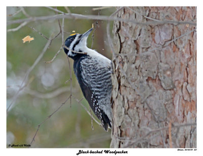 20150129 337 Black-backed Woodpecker.jpg