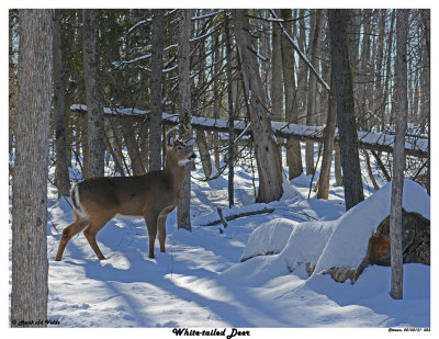 20150131 023 White-tailed Deer.jpg