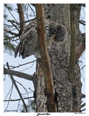 20150203 035 Barred Owl.jpg
