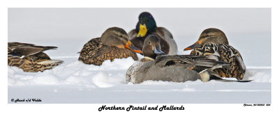 20150203 054 SERIES - Northern Pintail and Mallards.jpg