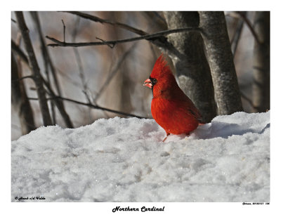 20150131 105 Northern Cardinal.jpg