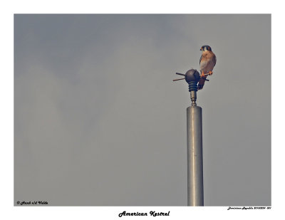 20150224 DR 001 SERIES - American Kestrel.jpg