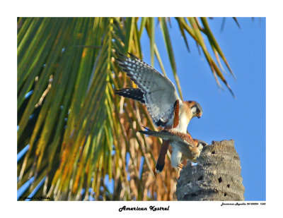 20150224 DR 1338 SERIES -  American Kestrel.jpg