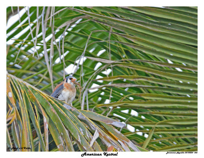 20150224 DR 365 SERIES -  American Kestrel.jpg