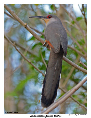 20150224 DR 341 Hispaniolan Lizard Cuckoo.jpg