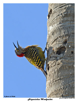 20150224 DR 084 Hispaniolan Woodpecker.jpg
