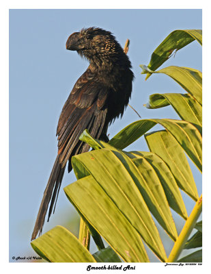 20150224 DR 934 Smooth-billed Ani.jpg