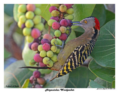20150224 DR 040 Hispaniolan Woodpecker.jpg