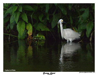 20150224 DR 1658 Snowy Egret.jpg