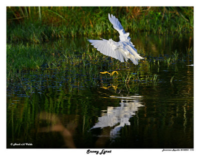 20150224 DR 1176 SERIES - Snowy Egret.jpg