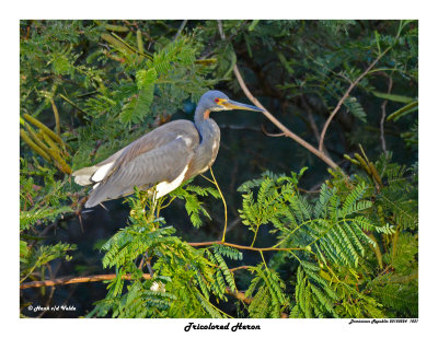 20150224 DR 1031 Tricolored Heron.jpg