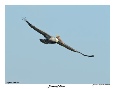 20150224 DR 069 Brown Pelican.jpg