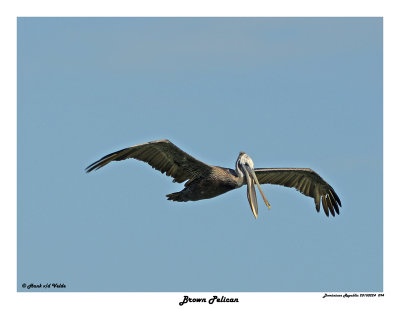 20150224 DR 094 Brown Pelican.jpg