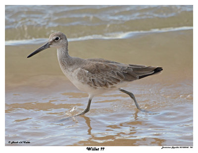 20150224 DR 720 Willet.jpg