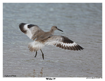 20150224 DR 722 Willet.jpg