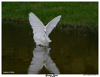 20150225 DR 119 Snowy Egret7.jpg