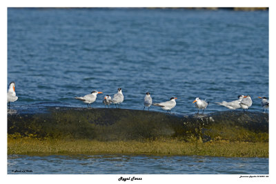 20150224 DR 053 Royal Terns.jpg