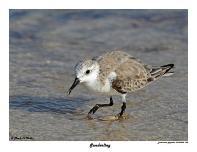 20150224 DR 058 Sanderling.jpg