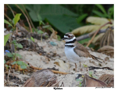 20150224 DR 1503 Killdeer.jpg