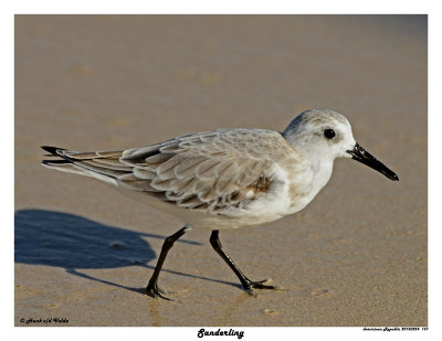 20150224 DR 157 Sanderling.jpg