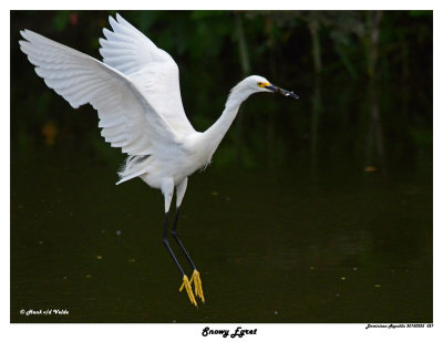 20150225 DR 027 Snowy Egret.jpg