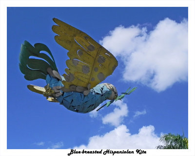 20150226 061Blue-breasted Hispaniolan Kite.jpg