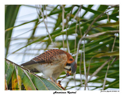 20150224 DR 431 American Kestrel.jpg