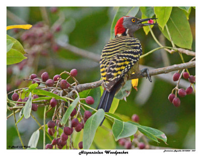 20150224 DR 1547 Hispaniolan Woodpecker.jpg