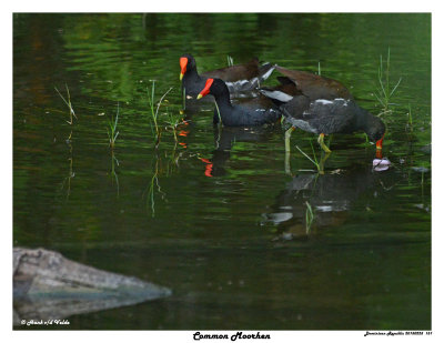 20150225 DR 151 Common Moorhen.jpg