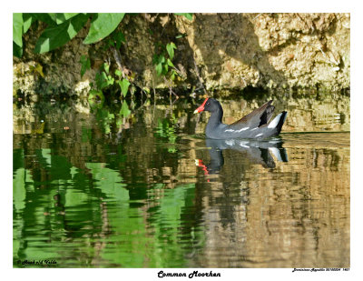 20150224 DR 1451 Common Moorhen.jpg