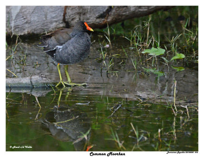 20150225 DR 293 Common Moorhen.jpg