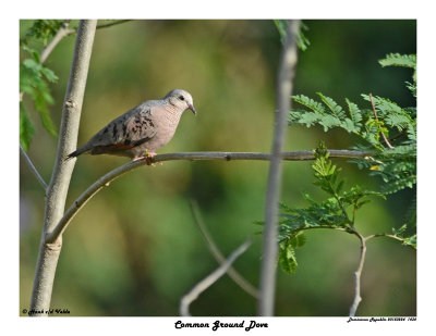 20150224 DR 1434 Common Ground Dove.jpg