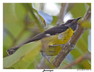 20150224 DR 686 Bananaquit.jpg