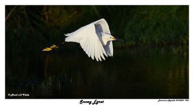 20150224 DR 1092 Snowy Egret2 1r2.jpg