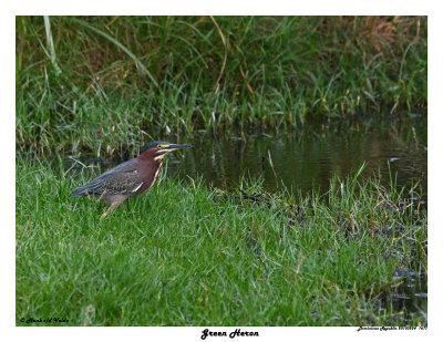 20150224 DR 1677 Green Heron.jpg